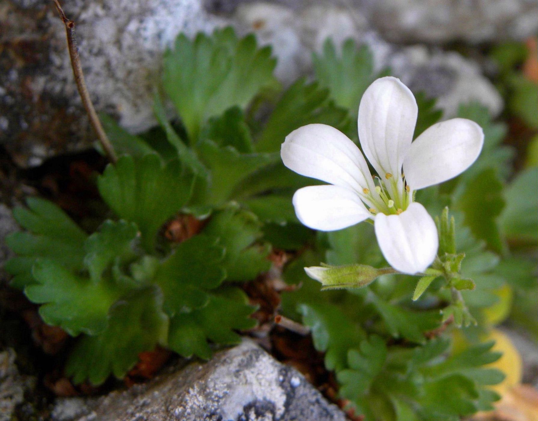 Saxifraga pedemontana / Sassifraga piemontese
